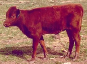 red_heifer