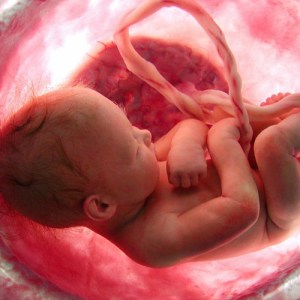 baby-in-womb